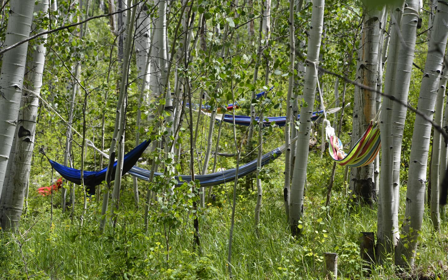 GS_Hammock Forest